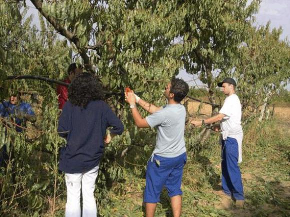 CURSO DE FRUTICULTOR