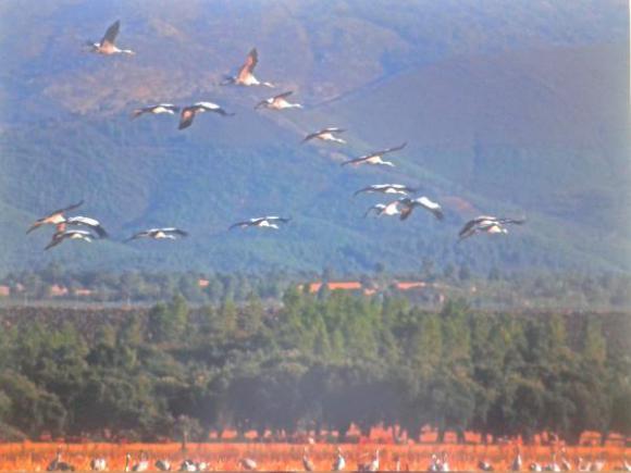 FOTOGRAFÍA GANADORA DEL CONCURSO "I JORNADAS DE TURISMO ORNITOLÓGICO" EN MORALEJA