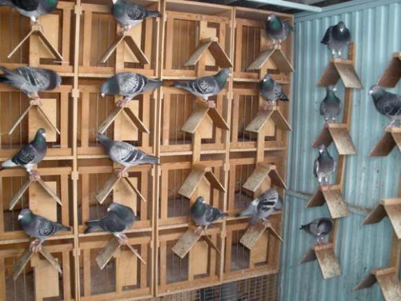 1000 PALOMAS SALDRÁN DE MORALEJA EN DIRECCIÓN A LA COMUNIDAD VALENCIANA