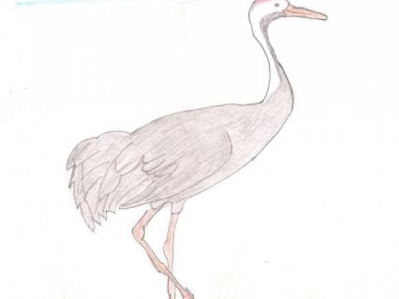 GANADORES DEL CONCURSO DE DIBUJO ORNITOLOGICO “II JORNADAS DE TURISMO ORNITOLOGICO, MORALEJA VUELA”