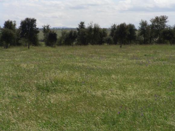 ARRENDAMIENTO DEL APROVECHAMIENTO DE LAS HIERBAS Y PASTOS DE LA ZONA DE ALCORNOQUES DE LA DEHESA