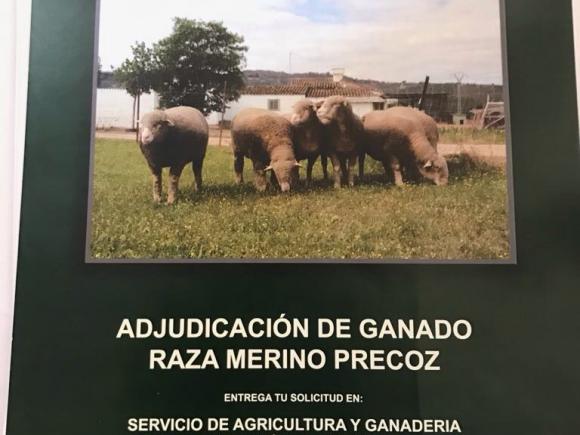 ADJUDICACIÓN DE GANADO RAZA MERINO PRECOZ