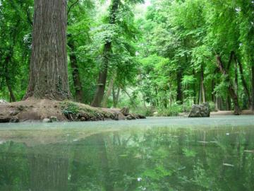 23 DE NOVIEMBRE "DÍA MUNDIAL DE LOS BOSQUES AUTÓCTONOS"