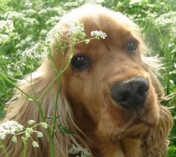 I EVENTO CANINO "VILLA DE MORALEJA"