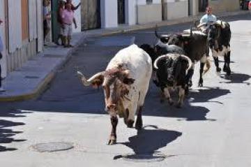 BASES CORCURSO DEL CARTEL ANUNCIADOR DE LAS FIESTAS DE SAN BUENAVENTURA DEL AÑO 2011