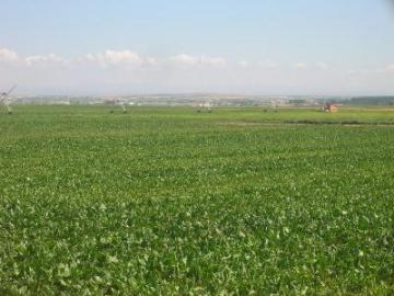 PROCEDIMIENTO PARA EL ARRENDAMIENTO DE LOTES DE REGADÍO DE LA DEHESA BOYAL DE MORALEJA