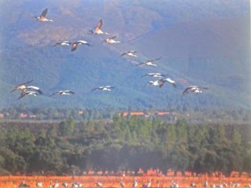 FOTOGRAFÍA GANADORA DEL CONCURSO "I JORNADAS DE TURISMO ORNITOLÓGICO" EN MORALEJA