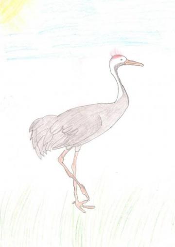 GANADORES DEL CONCURSO DE DIBUJO ORNITOLOGICO “II JORNADAS DE TURISMO ORNITOLOGICO, MORALEJA VUELA”