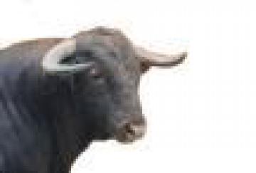 ABIERTO EL CONCURSO PARA LA ORGANIZACIÓN DE LOS FESTEJOS TAURINOS DEL 1 DE MAYO Y SAN BUENAVENTURA